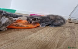 British Shorthair cats for sale: British short-hair x ragdoll  - Image 7