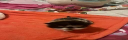 Persian cats for sale: Beautiful high quality Persian and Exotic kittens  - Advert 10