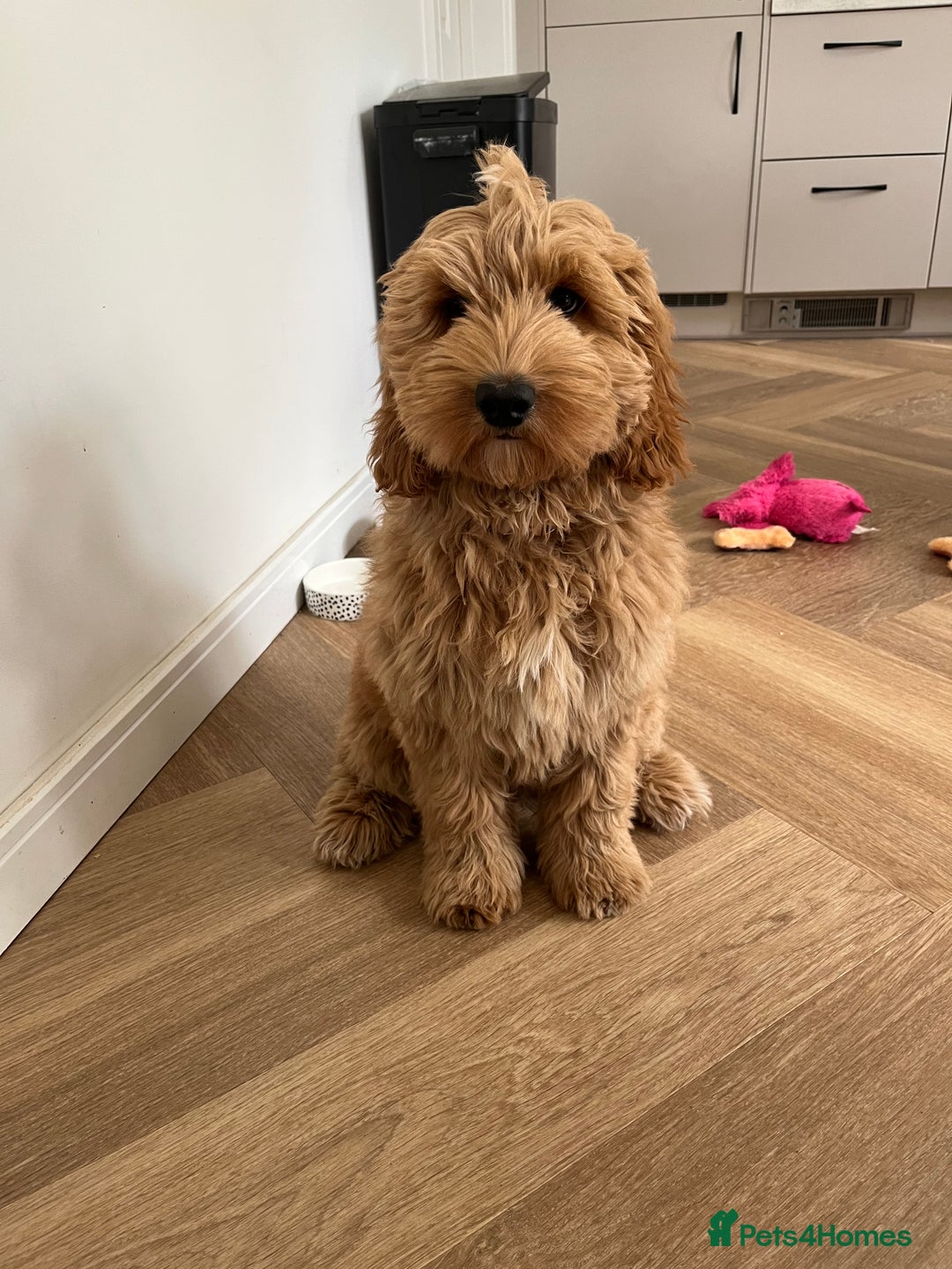 Australian Labradoodle dogs for sale: Multigen Australian Labradoodle Puppies  - Advert 4