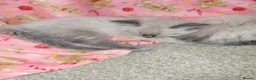 Ragdoll cats for sale: 💗 BEAUTIFUL RAGDOLL KITTENS – 2 GIRLS & 2 BOYS 💗 - Advert 10