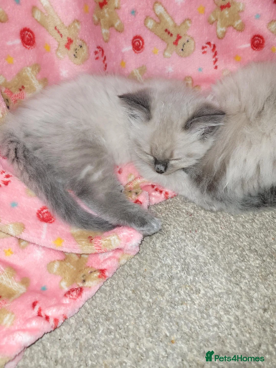 Ragdoll cats for sale: 💗 BEAUTIFUL RAGDOLL KITTENS – 2 GIRLS & 2 BOYS 💗 - Advert 10