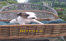 Jack Russell dogs for sale: Tremendous JRT puppies  - Image 22