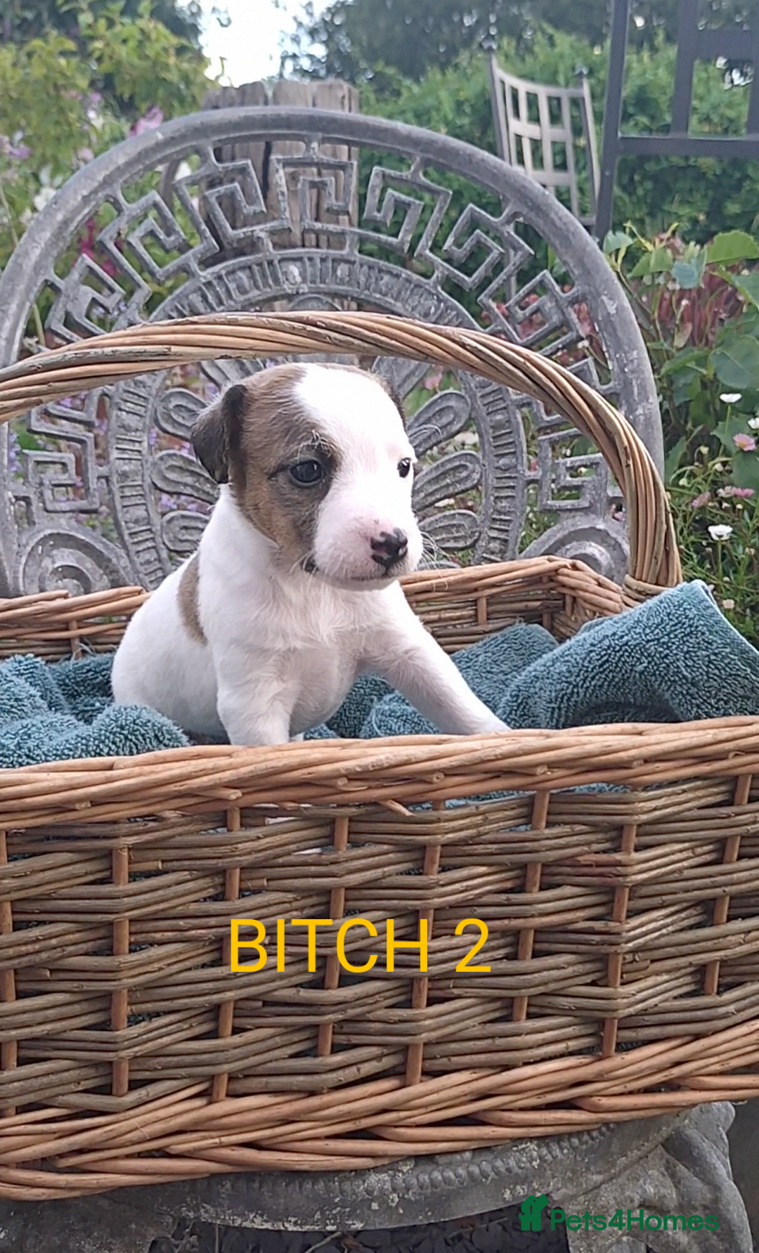 Jack Russell dogs for sale: Tremendous JRT puppies  - Image 22