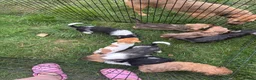 Jackapoo dogs for sale: Jackapoo puppies in Sittingbourne - Advert 1