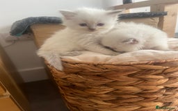 Ragdoll cats for sale: Radoll kittens, blue/lilac point - Image 9