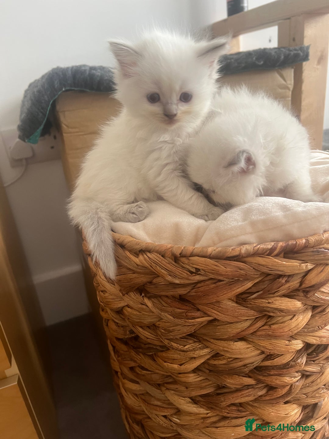 Ragdoll cats for sale: Radoll kittens, blue/lilac point - Image 9