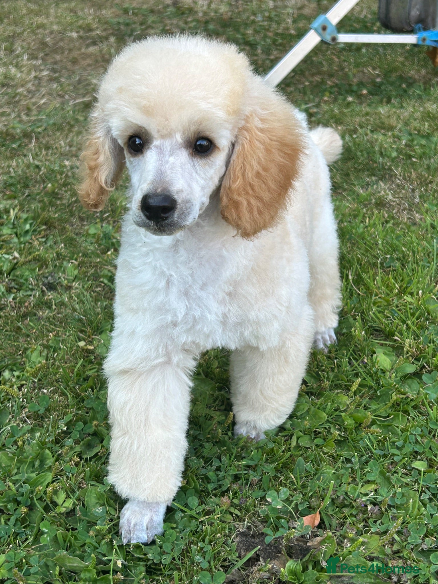 Miniature Poodle dogs KC registered miniature poodles  - Advert 1