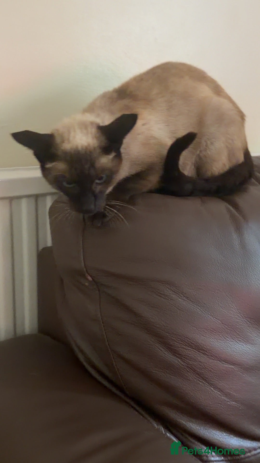 Siamese cats Siamese X babies looking for their homes - Advert 2