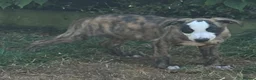 Whippet dogs for sale: KC registered whippet puppies ready now  - Advert 4