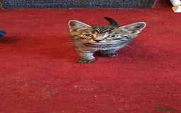 Mixed Breed cats for sale: Beautiful mixed breed boys - Image 4