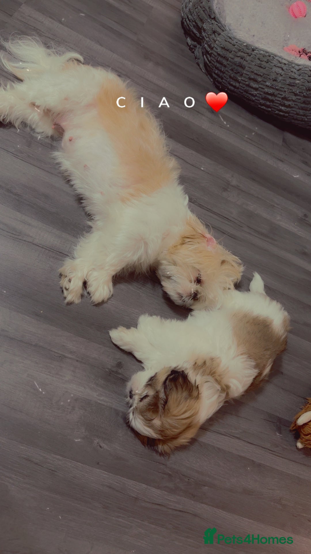 Shih Tzu dogs for sale: 10 week old female shih tzu  - Image 3