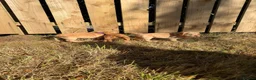 Cocker Spaniel dogs for sale: KC Registered Cocker Spaniel Puppies - Advert 10