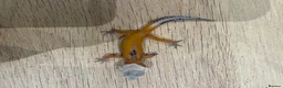 Gecko reptiles for sale: Baby leopard geckos for sale   - Advert 10