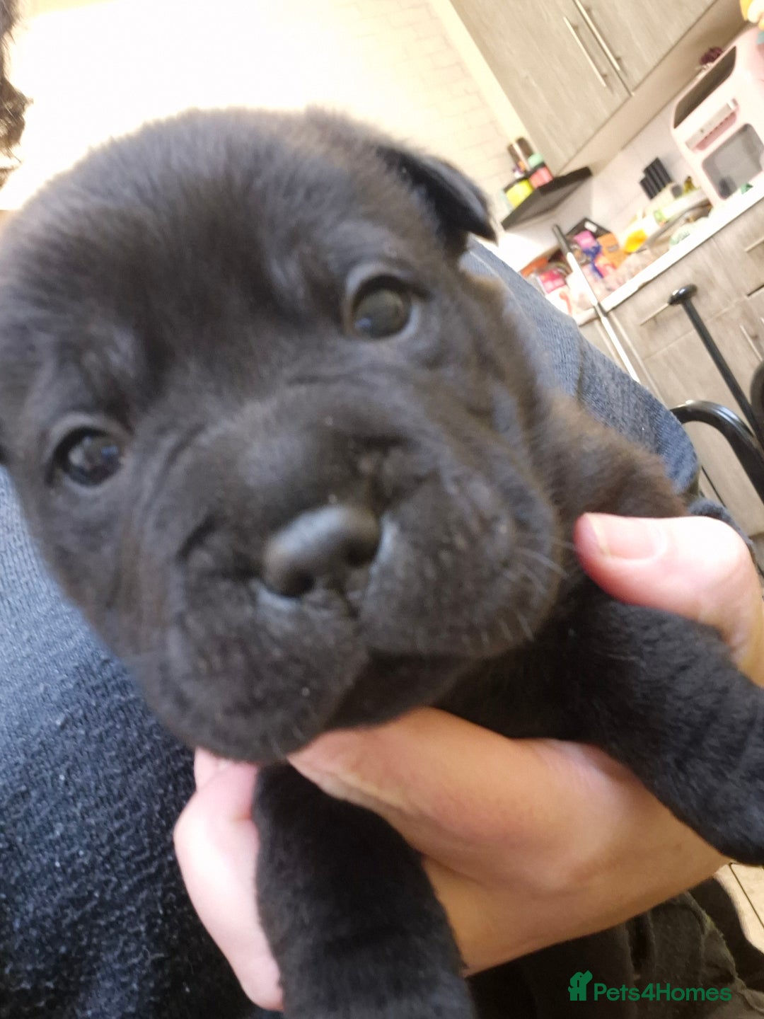 Mixed Breed dogs for sale: Tiny little happy accidents  - Advert 6