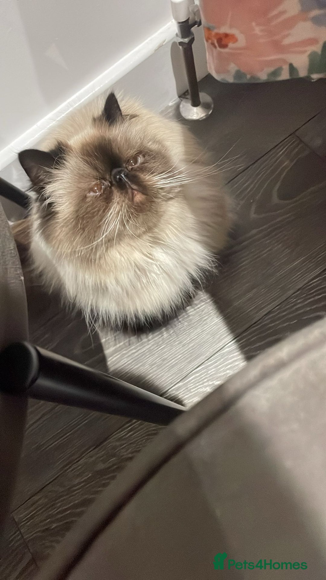 Persian cats for sale: Maggie  - Image 5