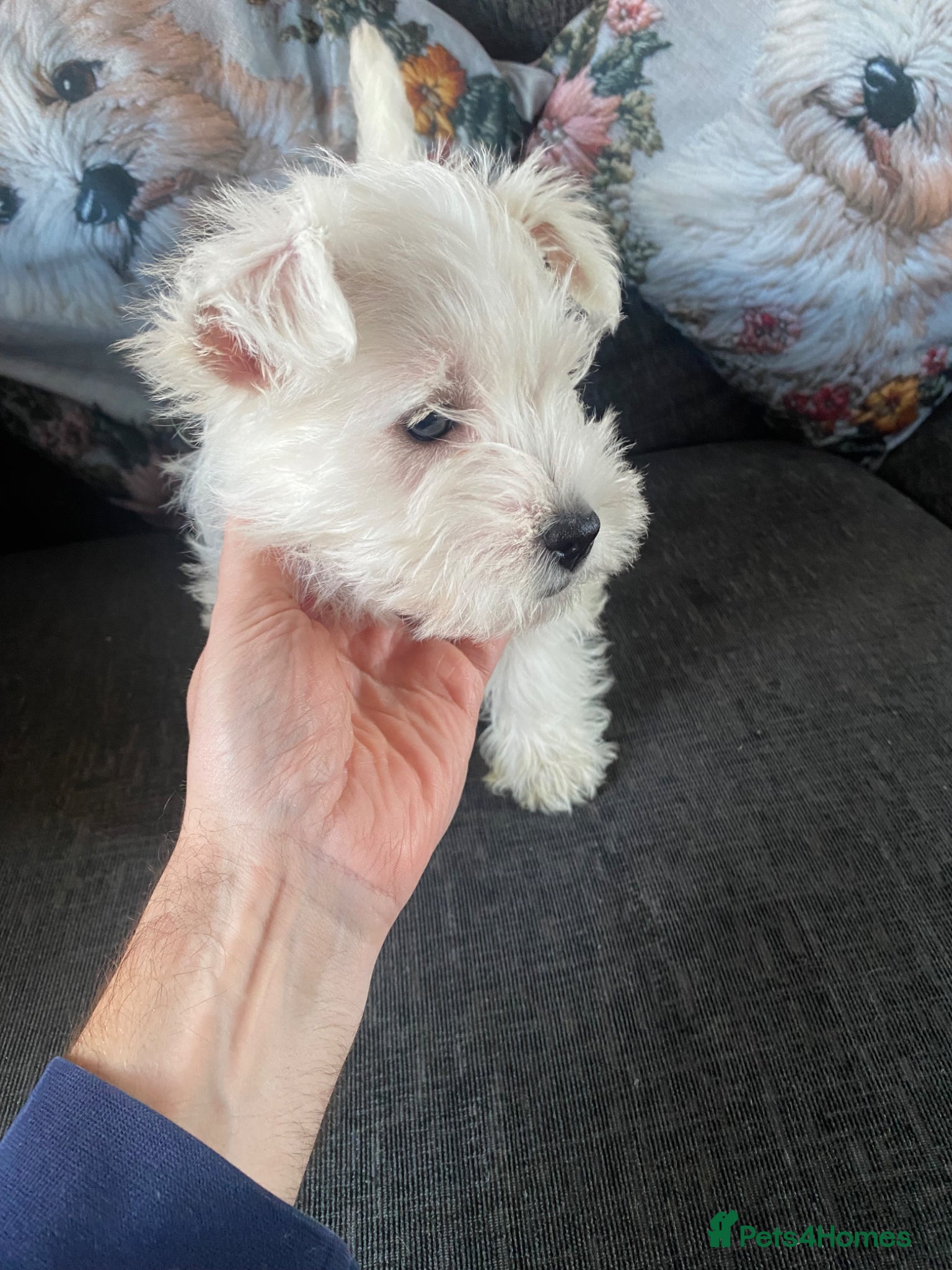 West Highland Terrier dogs for sale: Beautiful Westies - Advert 4