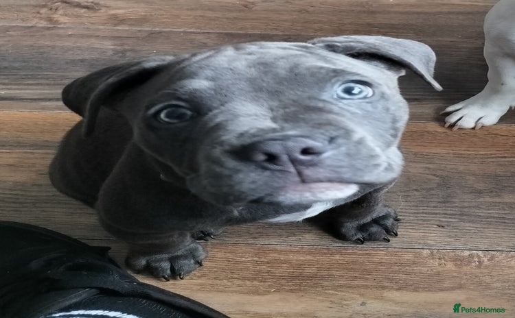 Mixed Breed dogs - Advert 1