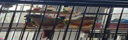 Conures birds for sale: Two green cheek conure's for sale  - Advert 4