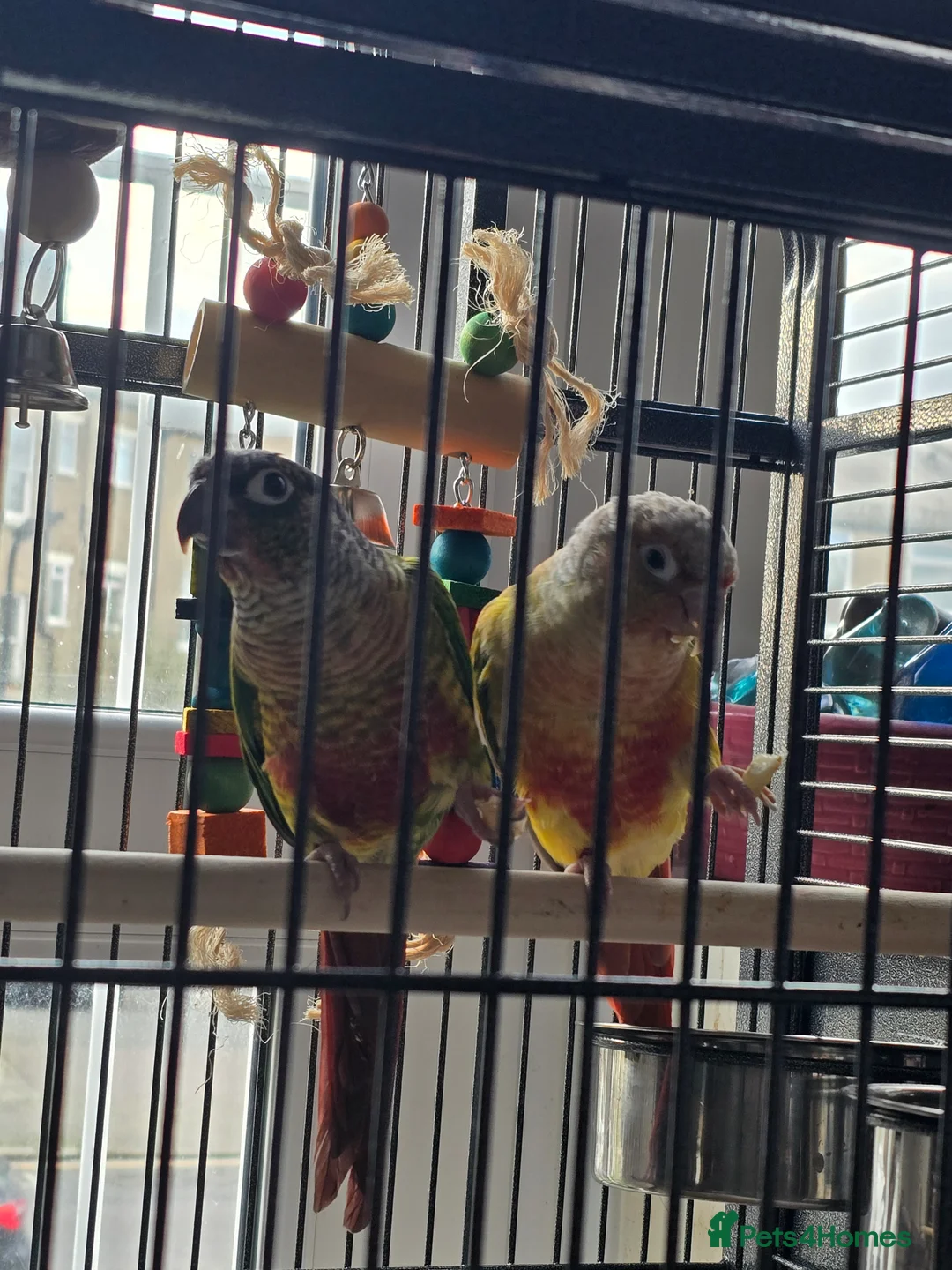 Conures birds for sale: Two green cheek conure's for sale  - Advert 4