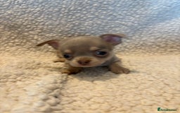 Chihuahua dogs for sale: CHIHUWAHUA PUPPIES. SMOOTH COAT. KC REG. - Image 14