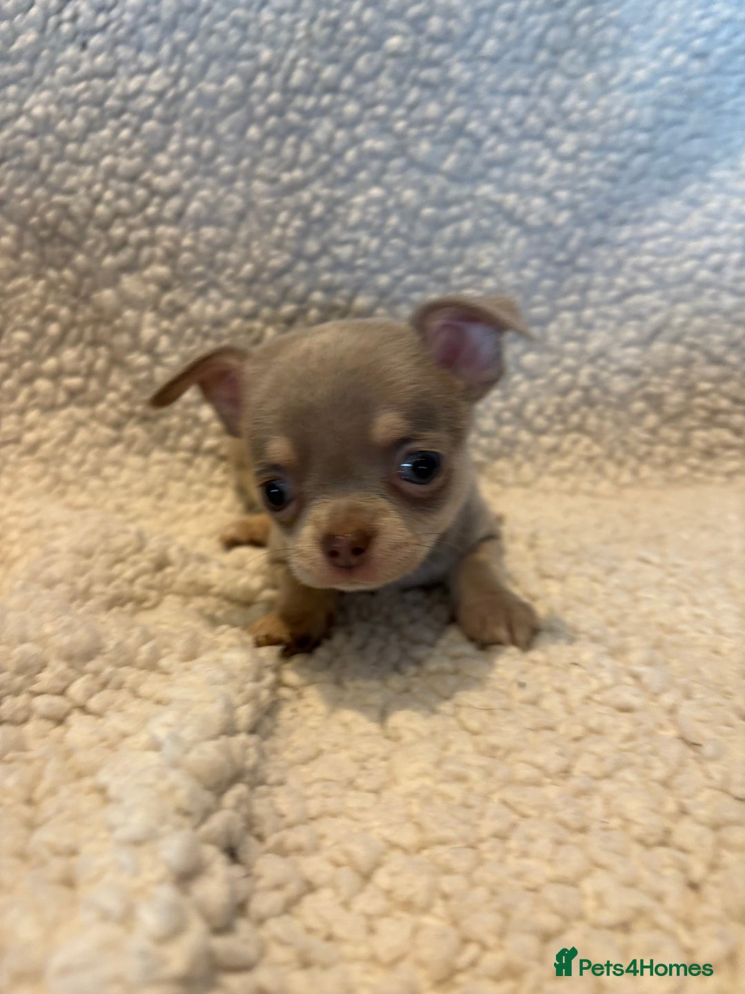 Chihuahua dogs for sale: CHIHUWAHUA PUPPIES. SMOOTH COAT. KC REG. - Image 14