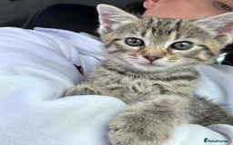 Egyptian Mau cats for sale: 13 week old Egyptian Mau  - Image 2