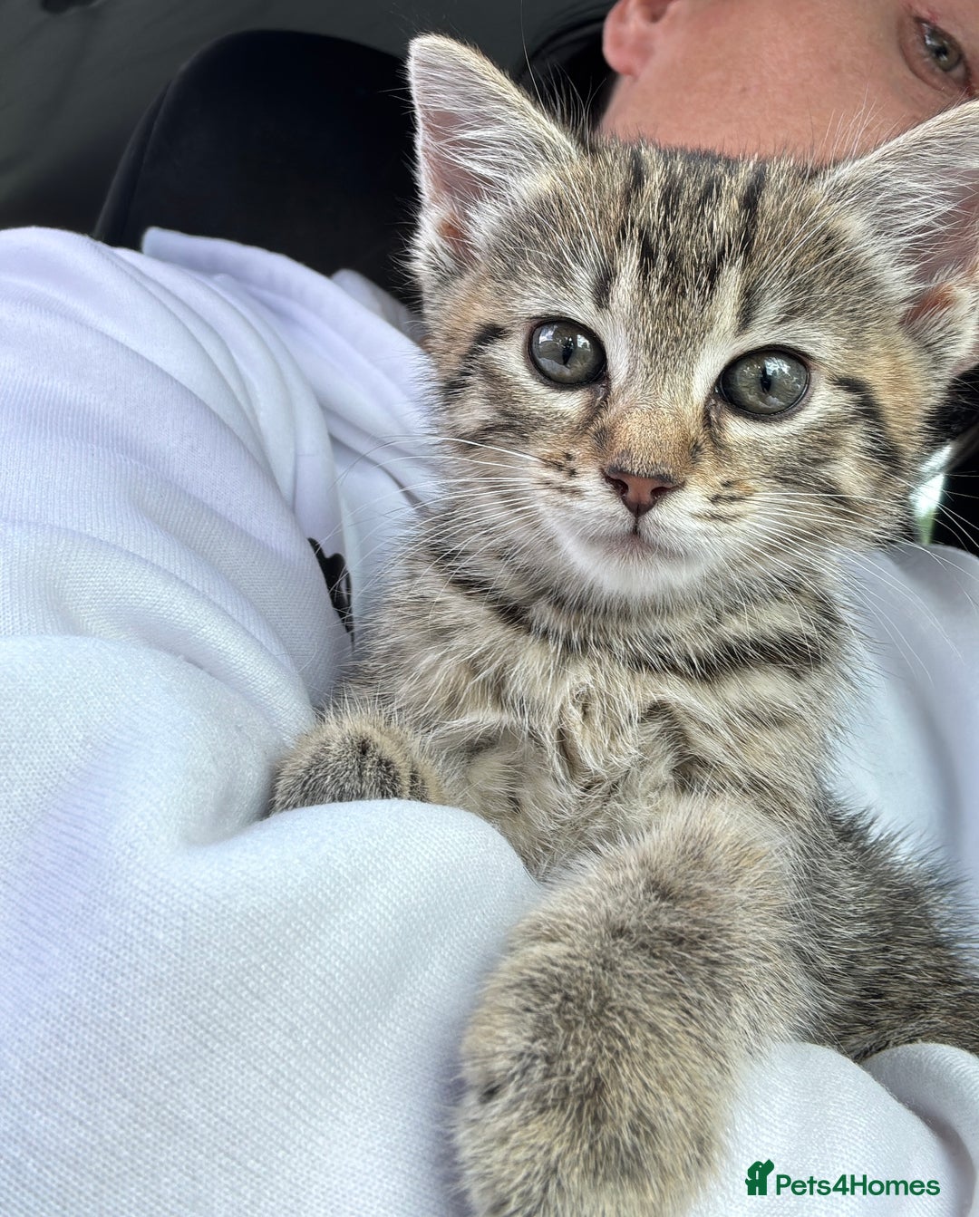 Egyptian Mau cats for sale: 13 week old Egyptian Mau  - Image 2
