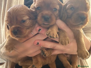 Mixed Breed dogs Ruby red cockaliers - Advert 6