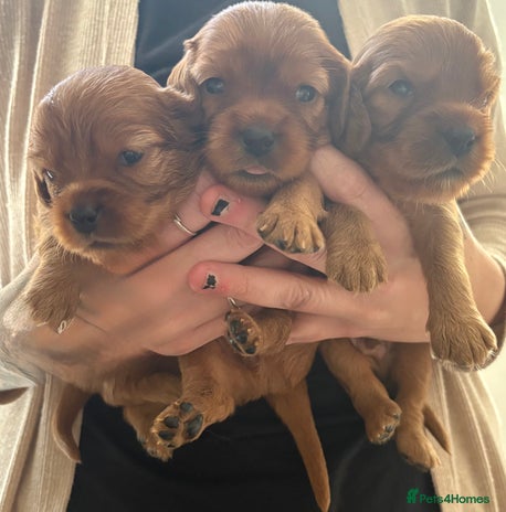 Mixed Breed dogs Ruby red cockaliers - Advert 1