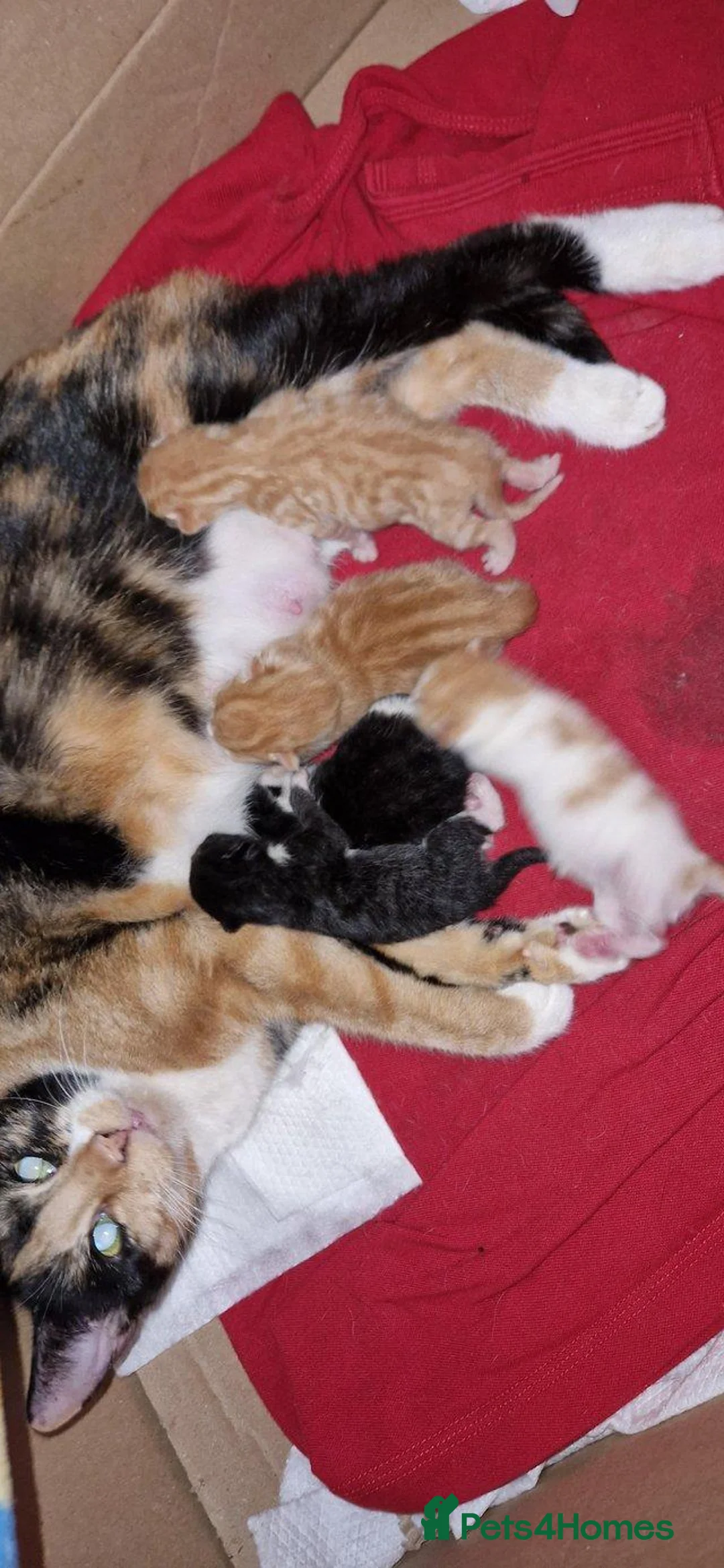 British Shorthair cats for sale: Kitten for sale in Great Yarmouth - Advert 2