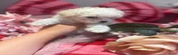 Maltipoo dogs for sale: F1 stunning Asian Maltipoo cream tiny puppies  - Advert 2