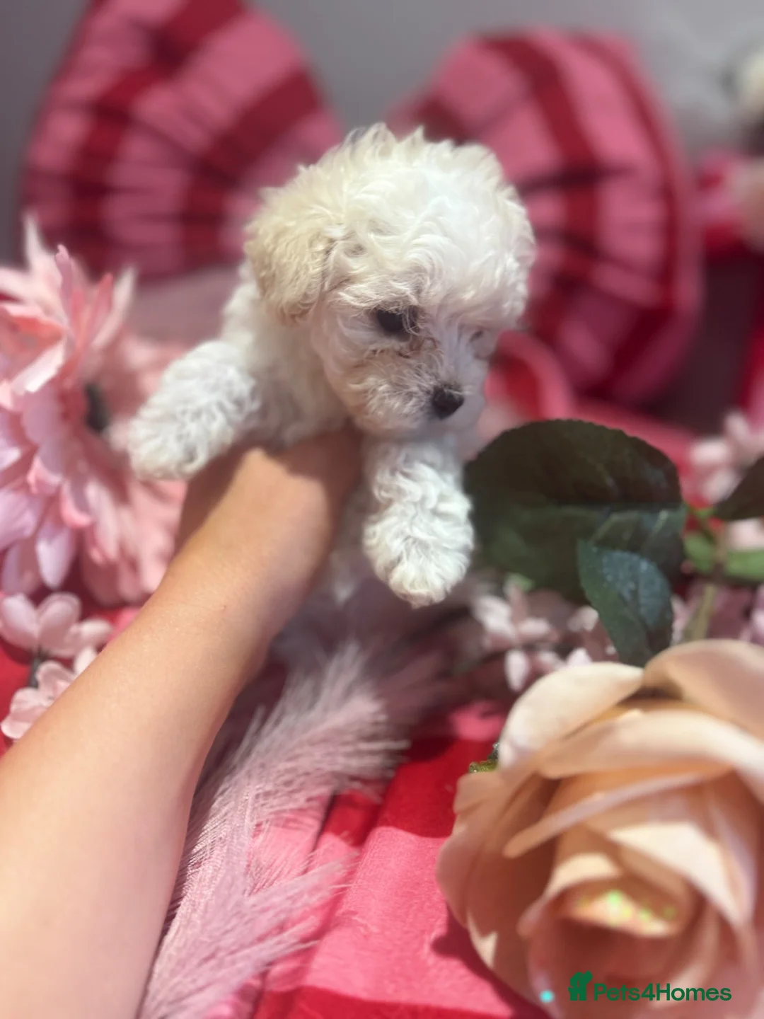 Maltipoo dogs for sale: F1 stunning Asian Maltipoo cream tiny puppies  - Advert 2