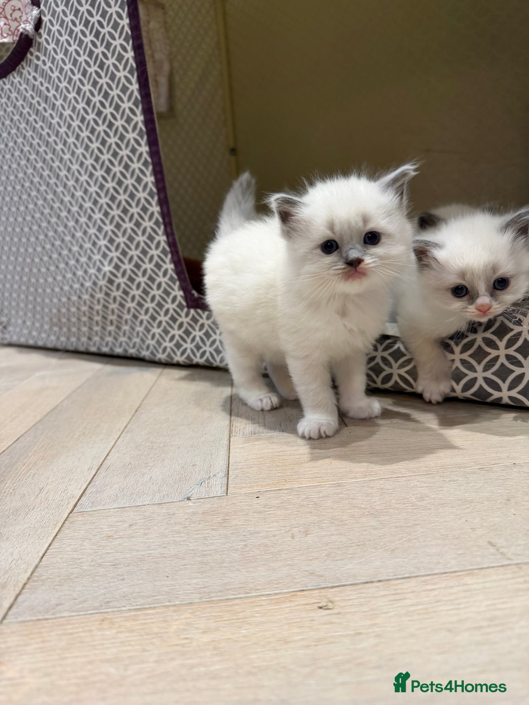 Ragdoll cats for sale: 5 PURE adorable💙💗Ragdolls💗💙ready to leave soon - Advert 12