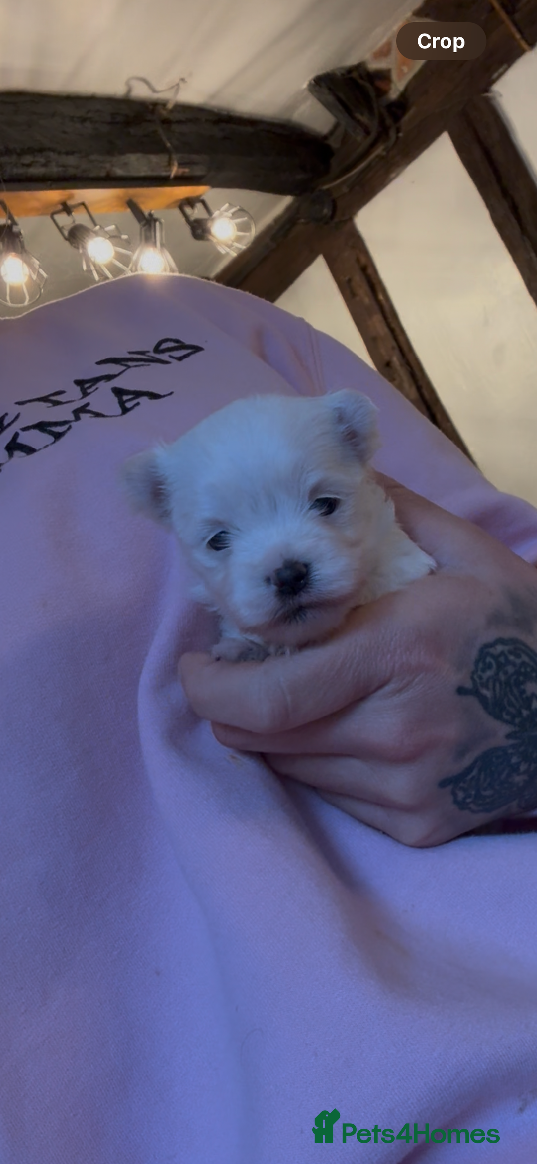 Morkie dogs for sale: Dainty little morkies - Advert 3