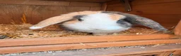 Lionhead rabbits for sale: Lop eared rabbit & lion head rabbit in Saint Helens - Advert 5