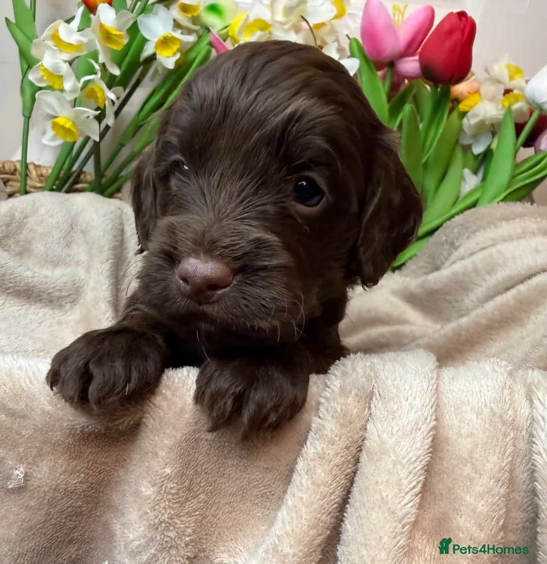 Cockapoo dogs for sale: Adorable F1 cockapoo puppies - Advert 10
