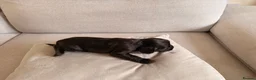 Mixed Breed dogs for sale: Beautiful Cocker Sproodle Puppies  in Weston-super-Mare - Advert 20