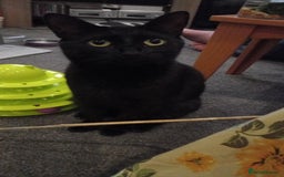 Domestic Shorthair cats for sale: 3 beautiful cuddley crazy kittens looking for you! - Image 2