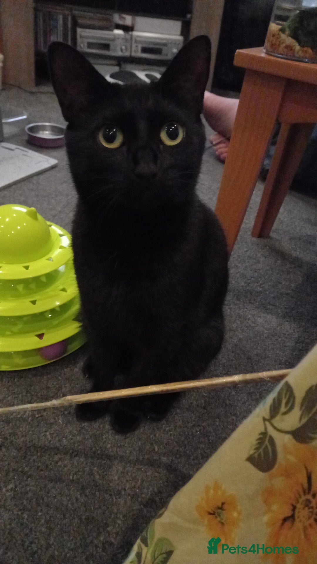 Domestic Shorthair cats for sale: 3 beautiful cuddley crazy kittens looking for you! - Image 2