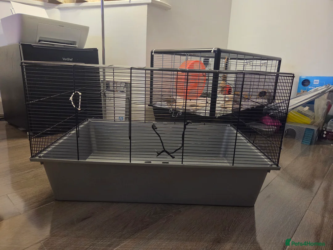 Hamster rodents for sale: Syrian hamster supplies in Shoreham-by-Sea - Advert 2