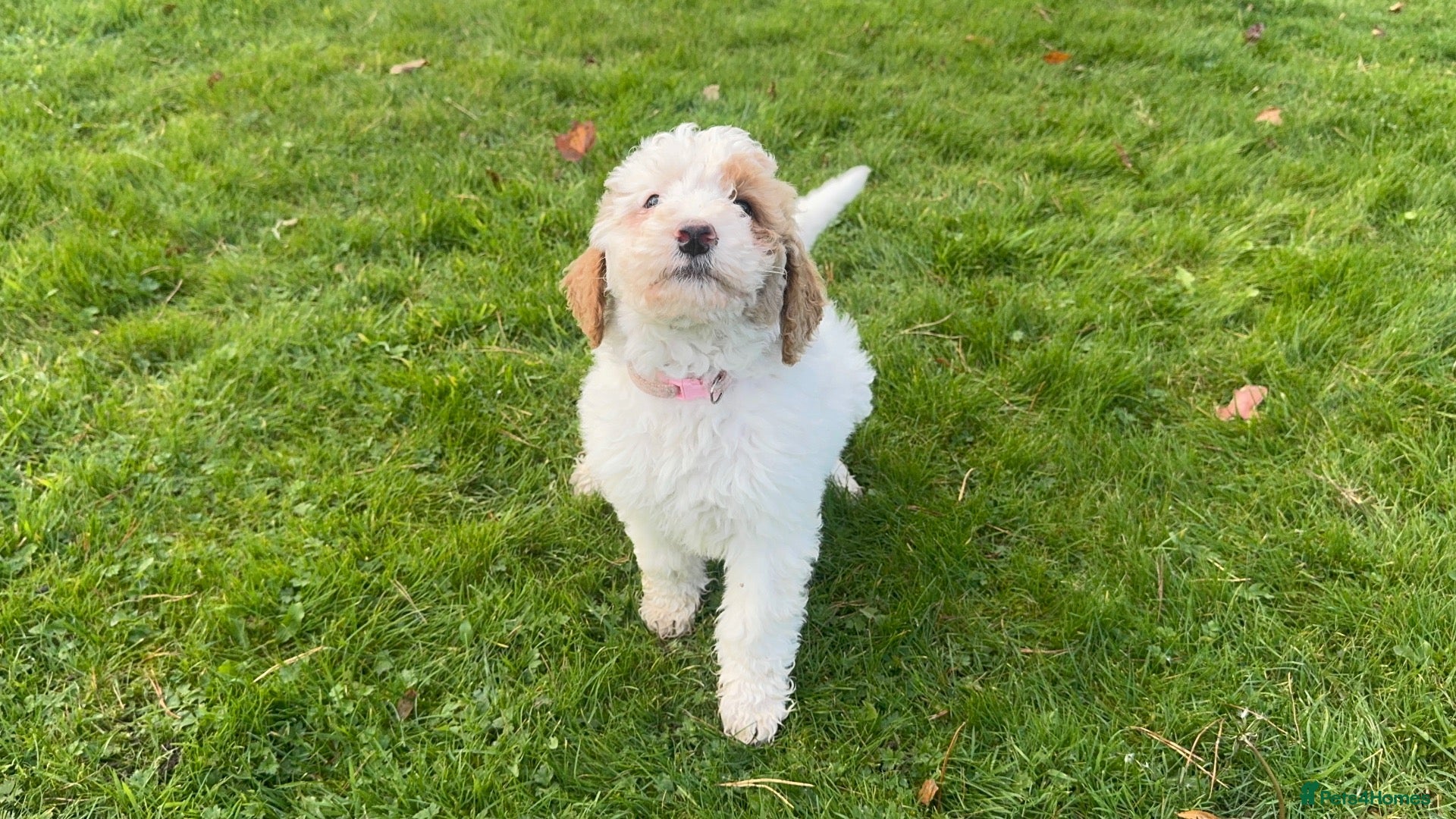 Bernedoodle dogs for sale: Outstanding Bernedoodle F1bs - Advert 2