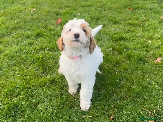 Bernedoodle dogs for sale: Outstanding Bernedoodle F1bs - Advert 2