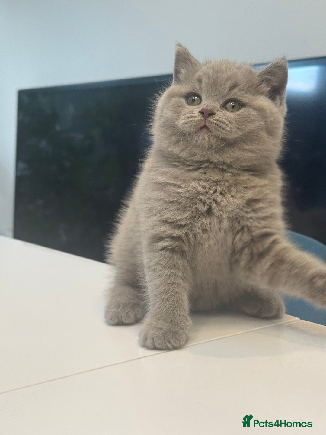 British Shorthair cats for sale: Adorable British short hair kittens - Image 6