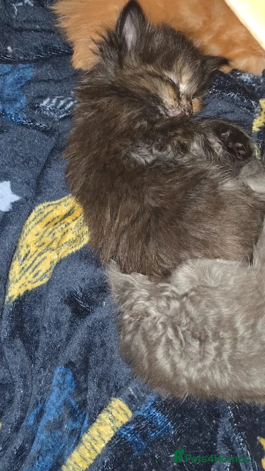 Mixed Breed cats for sale: Ragcoon mix kittens - Advert 7