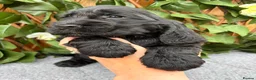 Cocker Spaniel dogs for sale: show quality gold boy ready now! - Advert 20
