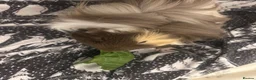 Guinea Pig rodents for sale: 2 male guinea pigs (Californian & Shiba) - Advert 9