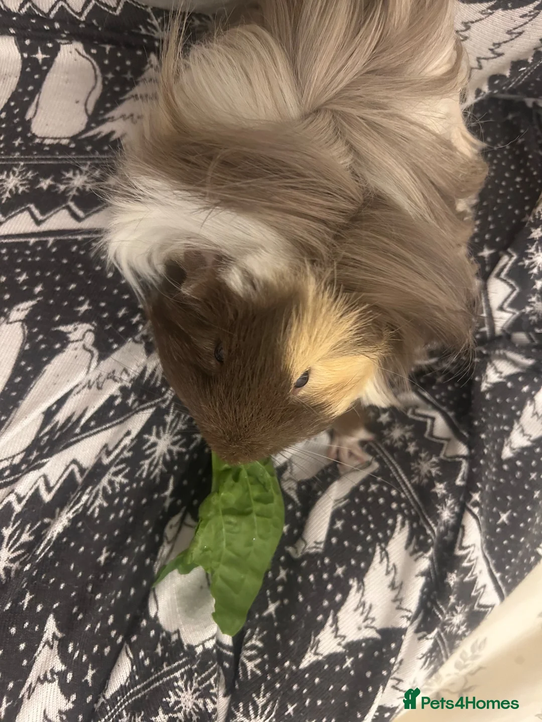 Guinea Pig rodents for sale: 2 male guinea pigs (Californian & Shiba) - Advert 9