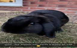 Mini Lop rabbits for sale: Mini Lop Rabbit looking for a home 🥰 - Image 1