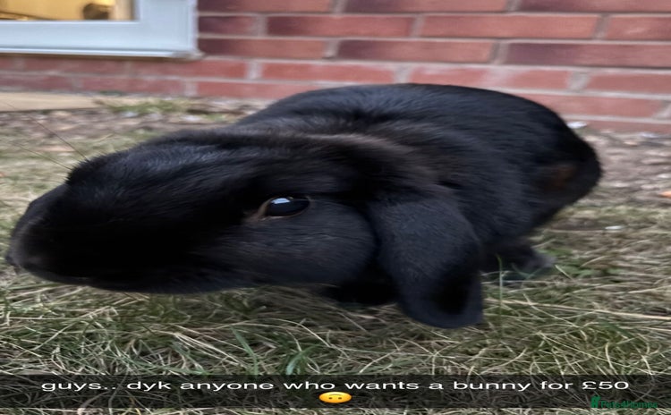 Mini Lop rabbits - Advert 3