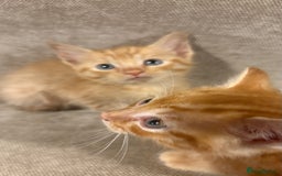 Mixed Breed cats for sale: Bengal cross male kittens  - Image 6